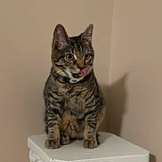 Thunder is registered to the contest to win money with this photo: cat, tabby, pet, animal, feline, tongue_out, collar, indoor, pedestal, white, ornate, curious, sitting, portrait, whiskers, ears, fur, mammal, domestic_animal, beige_background