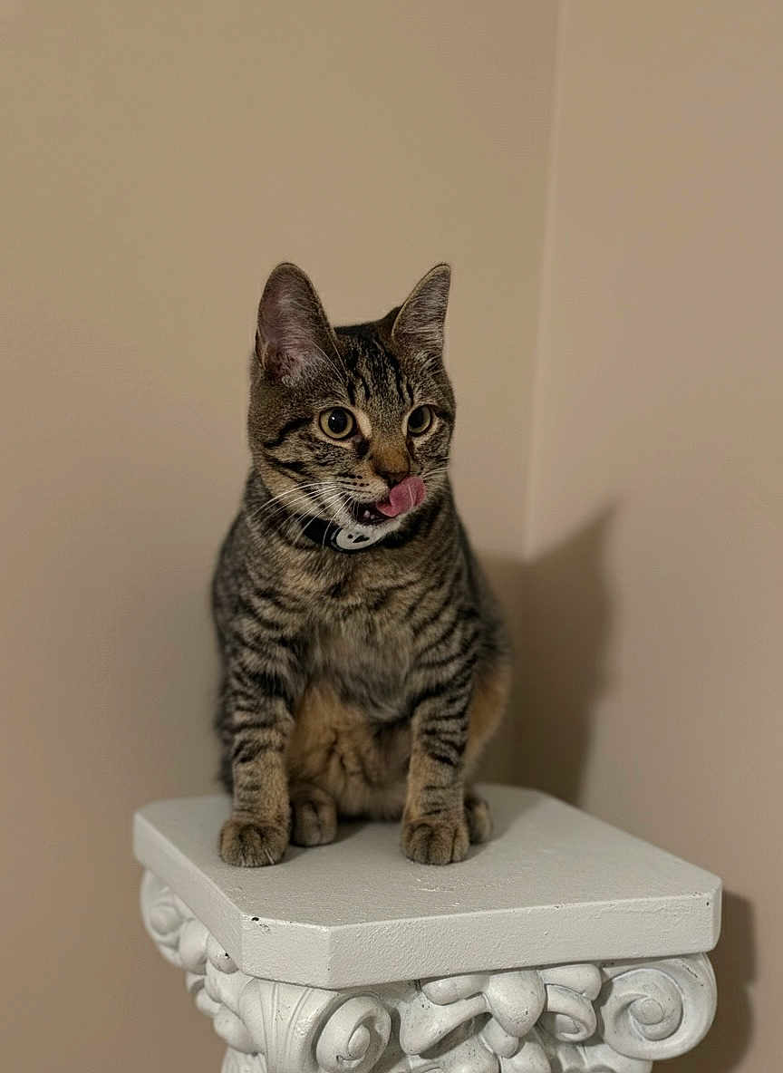 Thunder is registered to the contest to win money with this photo: cat, tabby, pet, animal, feline, tongue_out, collar, indoor, pedestal, white, ornate, curious, sitting, portrait, whiskers, ears, fur, mammal, domestic_animal, beige_background