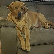 Maverick is registered to the contest to win money with this photo: dog, labrador, couch, indoor, pet, relaxed, animal, fur, paws, canine, resting, domestic_animal, living_room, furniture, mammal, companion, cute, sleepy, household, friendly