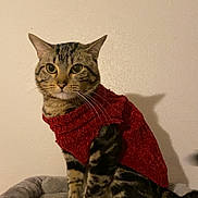 Armani joined the competition — help win amazing prizes! cat, tabby_cat, red_sweater, pet, indoor, animal, feline, cozy, bed, gray_bed, sitting, looking_at_camera, striped_fur, whiskers, ears, tail, domestic_cat, calm, portrait, wall