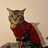 cat, tabby_cat, red_sweater, pet, indoor, animal, feline, cozy, bed, gray_bed, sitting, looking_at_camera, striped_fur, whiskers, ears, tail, domestic_cat, calm, portrait, wall