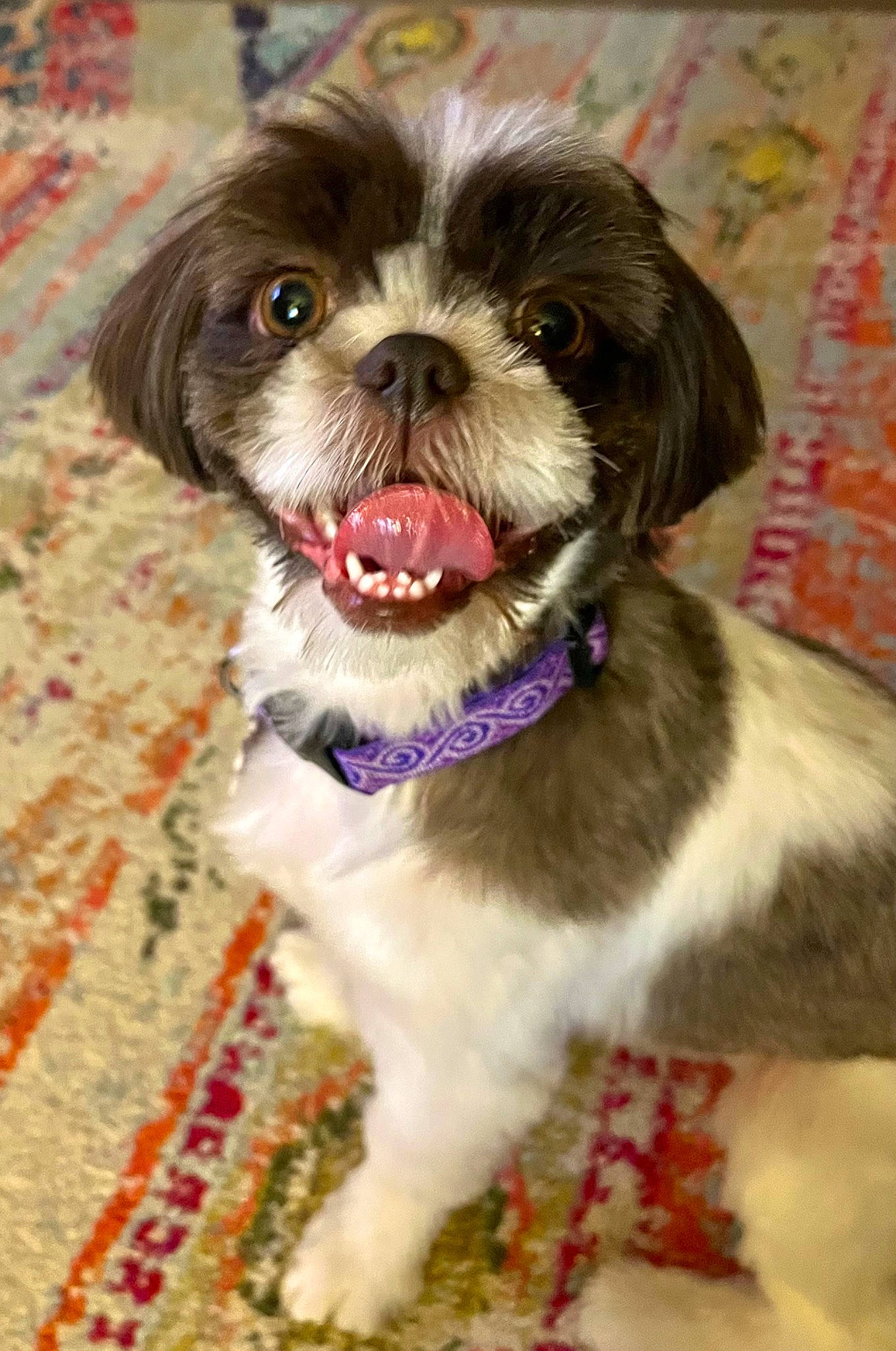 Catalina joined the competition — help win amazing prizes! biting, canidae, carnivore, companion_dog, dog, dog_breed, dog_collar, dog_supply, fawn, fur, liver, non_sporting_group, recipe, shih_tzu, snout, sporting_group, terrestrial_animal, toy_dog, whiskers, working_animal