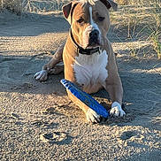 Spoon participe au concours pour gagner de l'argent avec cette photo : dog, frisbee, sand, outdoor, pet, playing, animal, brown, white, collar, grass, sunlight, paw, laying, nature, daylight, canine, toy, recreation, relaxed