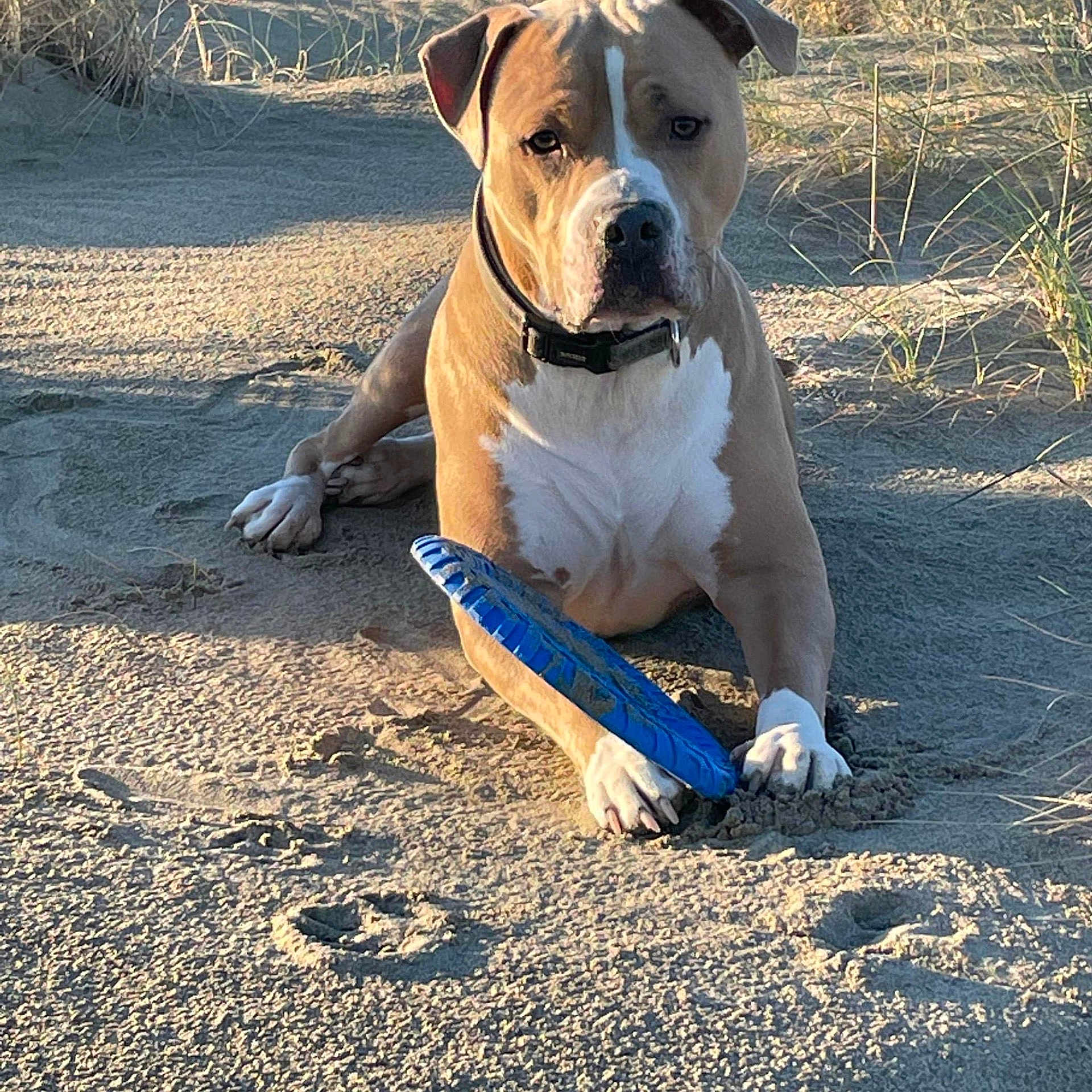 Spoon participe au concours pour gagner de l'argent avec cette photo : animal, brown, canine, collar, daylight, dog, frisbee, grass, laying, nature, outdoor, paw, pet, playing, recreation, relaxed, sand, sunlight, toy, white