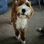 Barney is registered to the contest to win money with this photo: animal, architecture, building, canine, chair, cockerspaniel, couch, dog, furniture, hardwood, indoors, interiordesign, livingroom, pet, poodle, puppy, room, terrier, whitedog, wood
