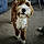 Barney