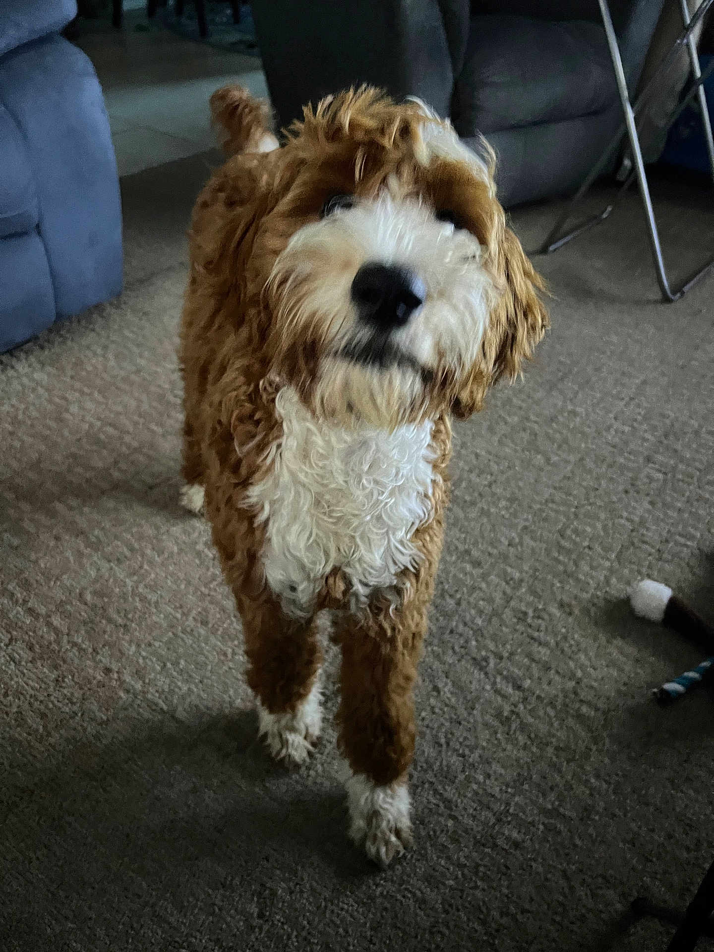 Barney is registered to the contest to win money with this photo: animal, architecture, building, canine, chair, cockerspaniel, couch, dog, furniture, hardwood, indoors, interiordesign, livingroom, pet, poodle, puppy, room, terrier, whitedog, wood
