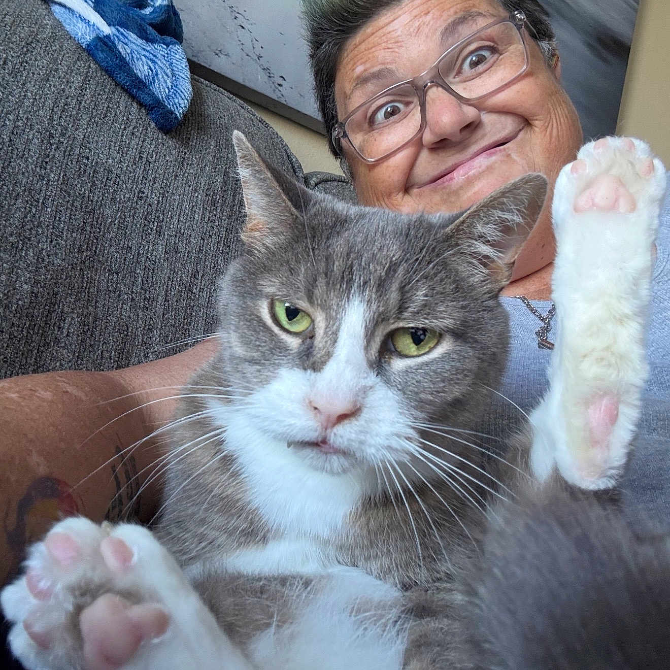 Sir Watson joined the competition — help win amazing prizes! cat, closeup, couch, face, feline, fur, glasses, gray_cat, hand, happy, indoor, paw, person, pet, pink_pads, relaxed, smile, tattoo, whiskers, white_cat