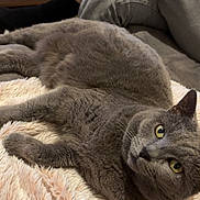 Nelson a rejoint le concours — aidez-le/la à gagner de superbes lots ! cat, gray_cat, pet, feline, animal, yellow_eyes, blanket, soft_texture, cozy, indoor, person, jeans, black_socks, resting, relaxed, fur, whiskers, cute, companion, home
