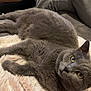 cat, gray_cat, pet, feline, animal, yellow_eyes, blanket, soft_texture, cozy, indoor, person, jeans, black_socks, resting, relaxed, fur, whiskers, cute, companion, home