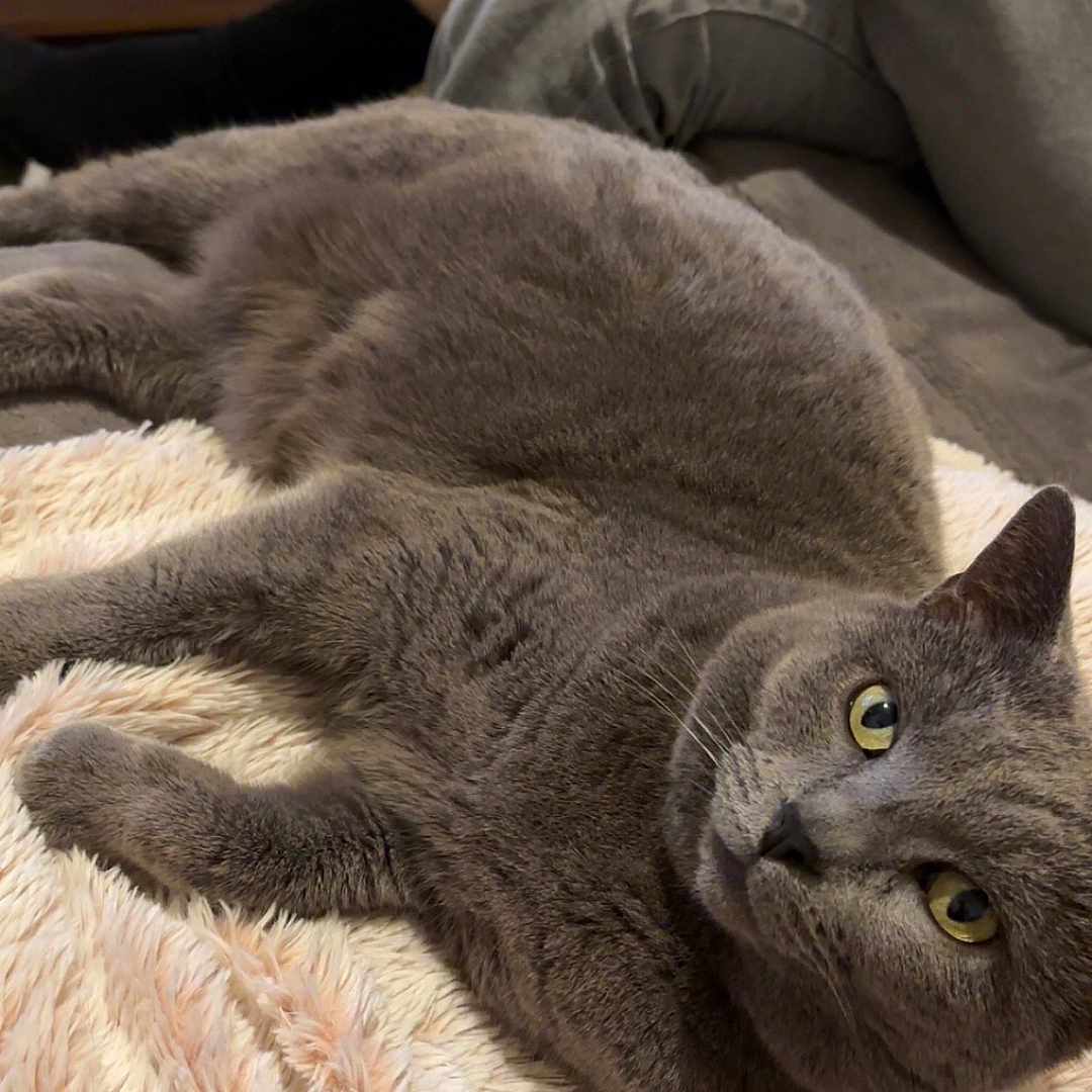 Nelson a rejoint le concours — aidez-le/la à gagner de superbes lots ! animal, black_socks, blanket, cat, companion, cozy, cute, feline, fur, gray_cat, home, indoor, jeans, person, pet, relaxed, resting, soft_texture, whiskers, yellow_eyes
