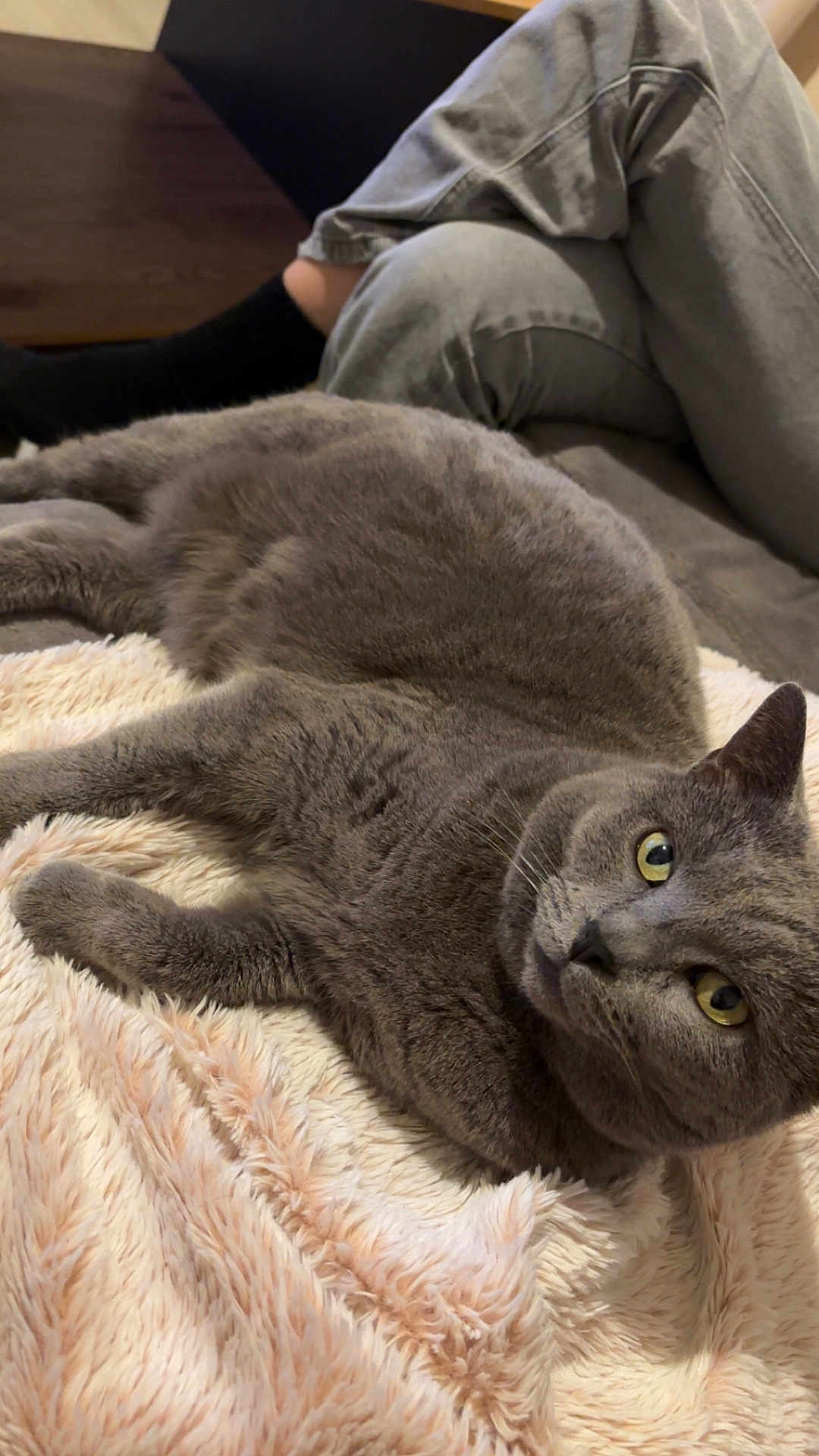 Nelson a rejoint le concours — aidez-le/la à gagner de superbes lots ! cat, gray_cat, pet, feline, animal, yellow_eyes, blanket, soft_texture, cozy, indoor, person, jeans, black_socks, resting, relaxed, fur, whiskers, cute, companion, home
