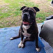 Dexter joined the competition — help win amazing prizes! dog, brindle, white_markings, sitting, blue_mat, grass, outdoor, happy, pet, canine, tongue, smiling, yard, animal, paw, fur, nature, playful, domestic, companion