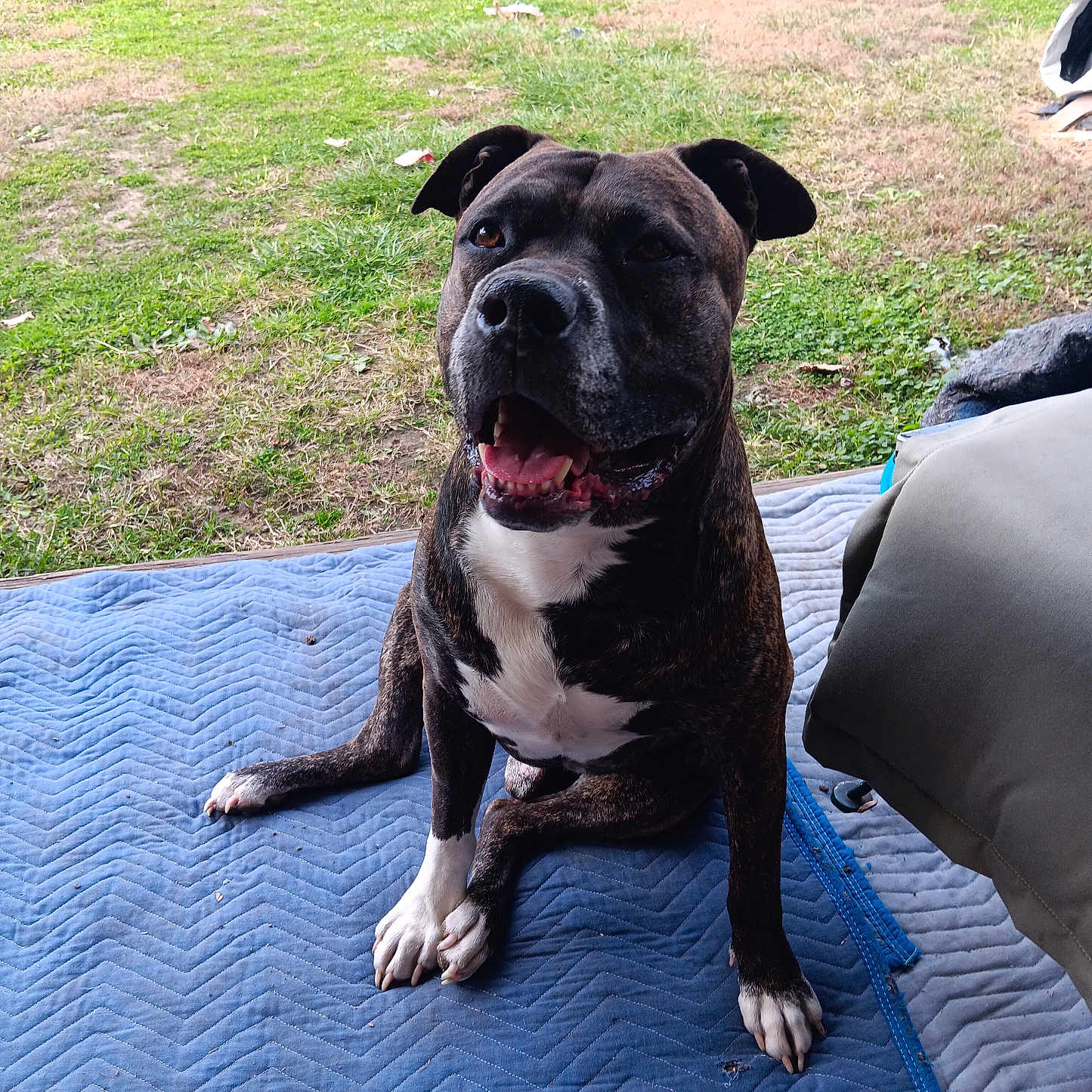 Dexter joined the competition — help win amazing prizes! animal, blue_mat, brindle, canine, companion, dog, domestic, fur, grass, happy, nature, outdoor, paw, pet, playful, sitting, smiling, tongue, white_markings, yard