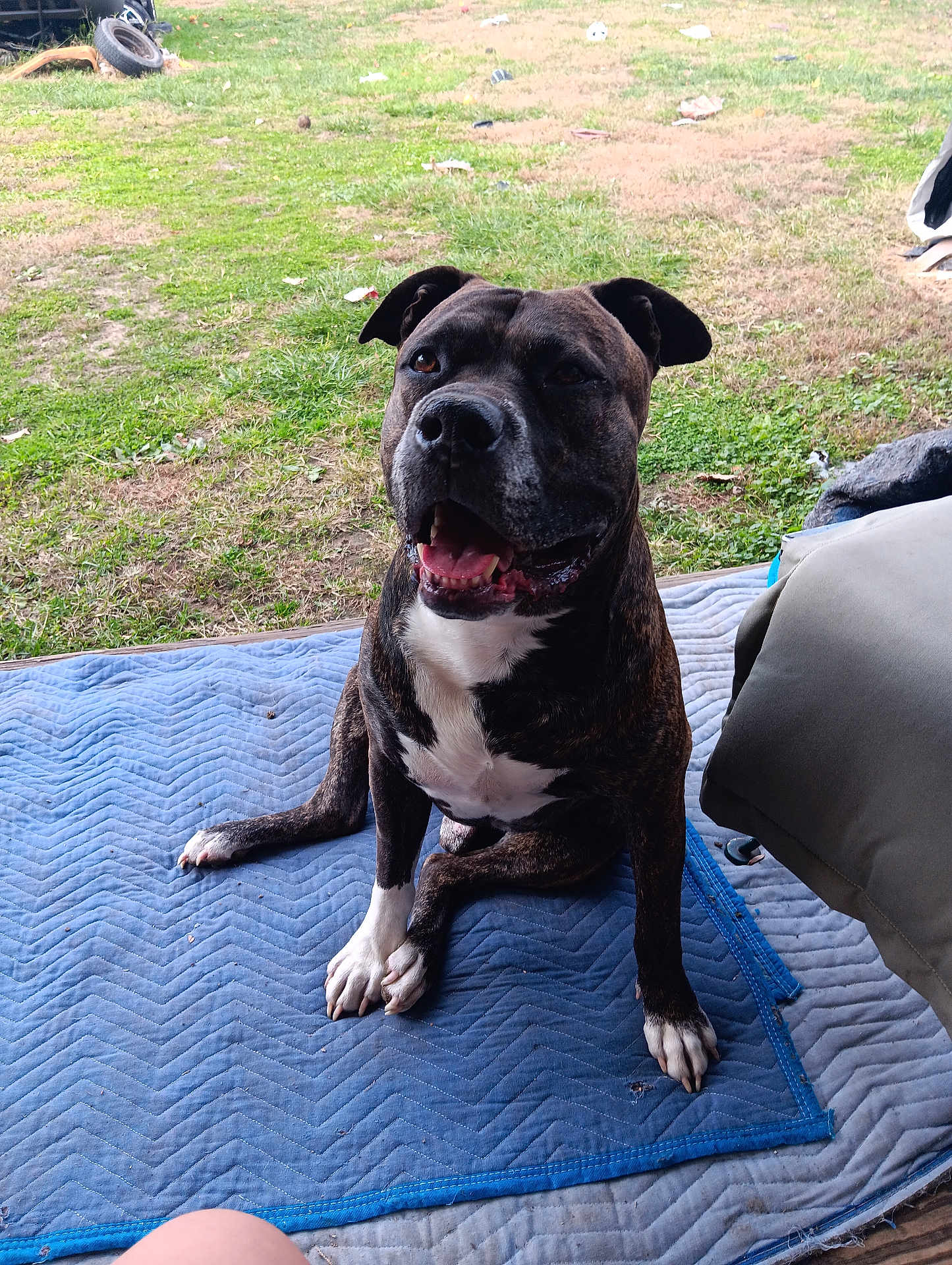 Dexter joined the competition — help win amazing prizes! dog, brindle, white_markings, sitting, blue_mat, grass, outdoor, happy, pet, canine, tongue, smiling, yard, animal, paw, fur, nature, playful, domestic, companion