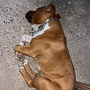 Urus participe au concours pour gagner de l'argent avec cette photo : dog, sleeping, brown, white, collar, concrete_floor, tiles, paw, resting, pet, canine, fur, animal, domestic_animal, side_view, curled_up, quiet, indoors, floor, relaxed