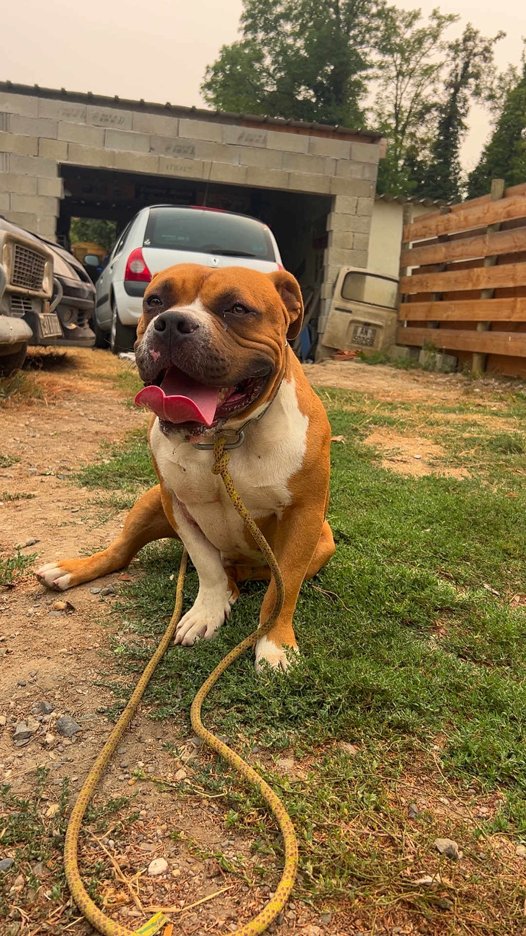 Urus participe au concours pour gagner de l'argent avec cette photo : dog, brown, white, leash, tongue_out, grass, yard, garage, car, fence, outdoor, pet, happy, sitting, canine, animal, nature, daytime, playful, domestic