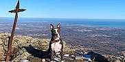 Thanos participe au concours pour gagner de l'argent avec cette photo : dog, mountain, snow, rock, outdoor, landscape, sky, blue_sky, nature, animal, pet, collar, view, scenic, adventure, summit, wilderness, sunny, daytime, travel
