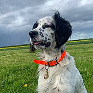 Owen participe au concours pour gagner de l'argent avec cette photo : dog, collar, bell, grass, field, cloudy_sky, outdoor, animal, pet, spotted, black_and_white, sitting, nature, landscape, fur, tongue, ears, canine, calm, portrait