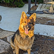 Bailey is registered to the contest to win money with this photo: animal, background, chair, collar, daylight, dirt, dog, ears_up, fence, garden, german_shepherd, happy, nature, outdoor, pet, plants, sitting, stone, sunlight, tongue_out