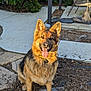 animal, background, chair, collar, daylight, dirt, dog, ears_up, fence, garden, german_shepherd, happy, nature, outdoor, pet, plants, sitting, stone, sunlight, tongue_out
