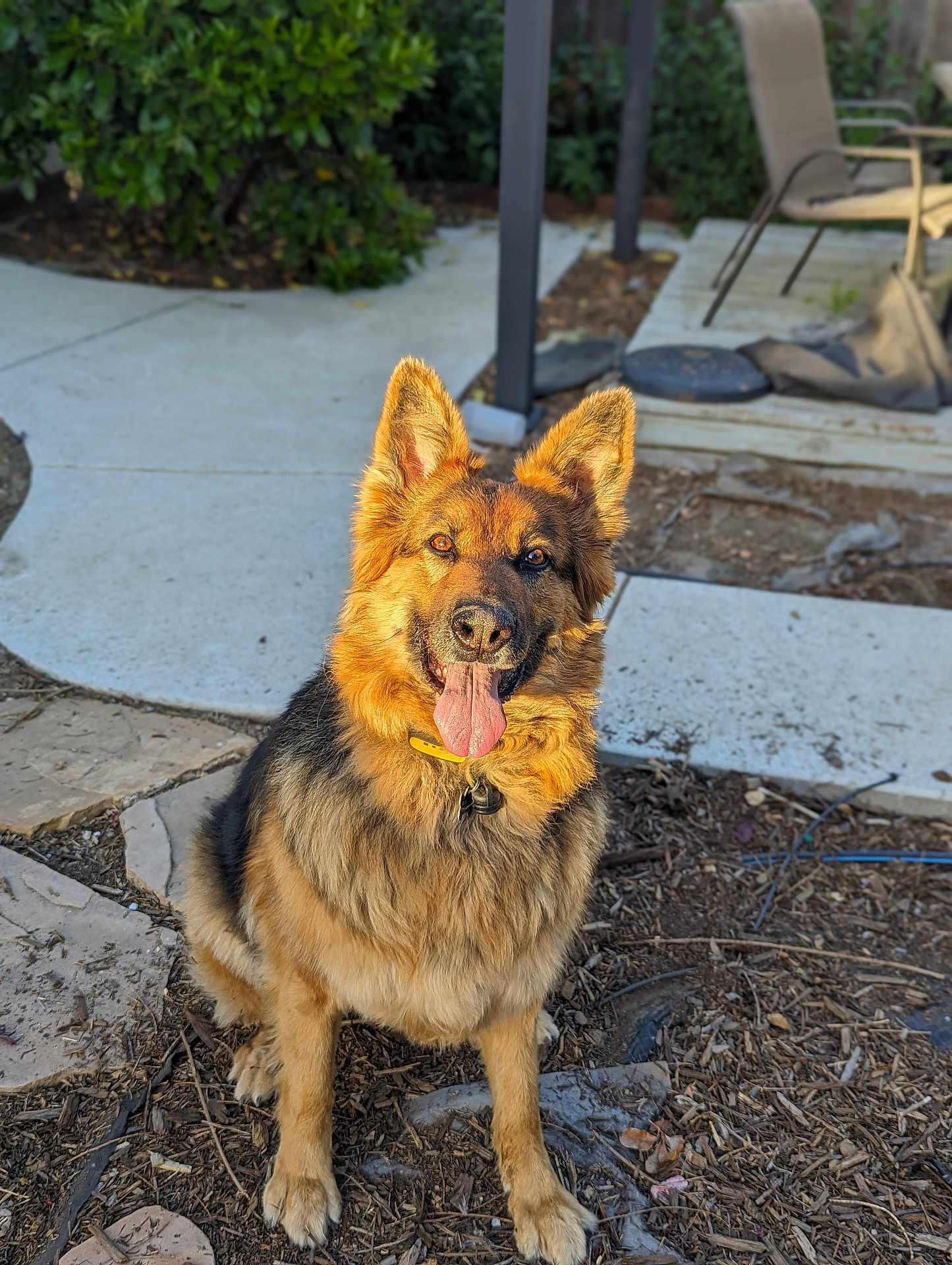 Bailey is registered to the contest to win money with this photo: animal, background, chair, collar, daylight, dirt, dog, ears_up, fence, garden, german_shepherd, happy, nature, outdoor, pet, plants, sitting, stone, sunlight, tongue_out