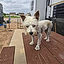 animal, canine, cloudy_sky, curious, daytime, dog, ears, fence, fur, outdoor, pet, picnic_table, residential, rv, sidewalk, small_dog, snout, weathered, white_dog, wood