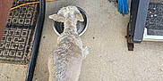 Scruffy is registered to the contest to win money with this photo: animal, bench, broom, cleaning_tool, concrete, curly_fur, dog, domestic, drinking, floor, footwear, fur, leisure, metal, outdoor, pet, plastic, shadow, sidewalk, water_bowl