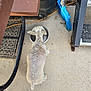animal, bench, broom, cleaning_tool, concrete, curly_fur, dog, domestic, drinking, floor, footwear, fur, leisure, metal, outdoor, pet, plastic, shadow, sidewalk, water_bowl