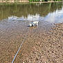 Scruffy is registered to the contest to win money with this photo: adventure, calm, canine, curious, daytime, dog, greenery, harness, leash, nature, outdoor, pet, reflection, river, rocks, shallow_water, small_dog, trees, walking, water
