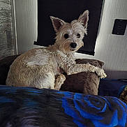 Scruffy is registered to the contest to win money with this photo: bedroom, blanket, blue_rose_pattern, cozy, curtains, cushion, dog, ears, face, fur, indoor, light_switch, looking, pet, relaxed, resting, soft_lighting, texture, white_dog, window_shade
