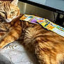 Canelo is registered to the contest to win money with this photo: cat, orange_tabby, pokemon_cards, table, lace_tablecloth, computer_monitor, indoor, pet, feline, relaxed, cards, gaming, fur, striped, yellow_eyes, closeup, desktop, technology, resting, cute