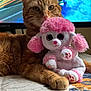 cat, ginger_cat, stuffed_animal, pink, toy, plush, tablecloth, indoor, monitor, video_game, gaming, orange_fur, pet, paw, cute, relaxed, animal, fur, home, background