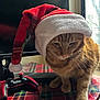 cat, ginger_cat, santa_hat, holiday, christmas, table, plaid, gaming_controller, monitor, indoor, pet, feline, whiskers, paw, red, white, black, orange, cozy, cute