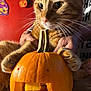 Canelo is registered to the contest to win money with this photo: cat, orange_tabby, pumpkin, carved_pumpkin, halloween, close_up, whiskers, person_holding_cat, indoor, decorations, orange, cute, pet, animal, face, hands, festive, background, table, fur