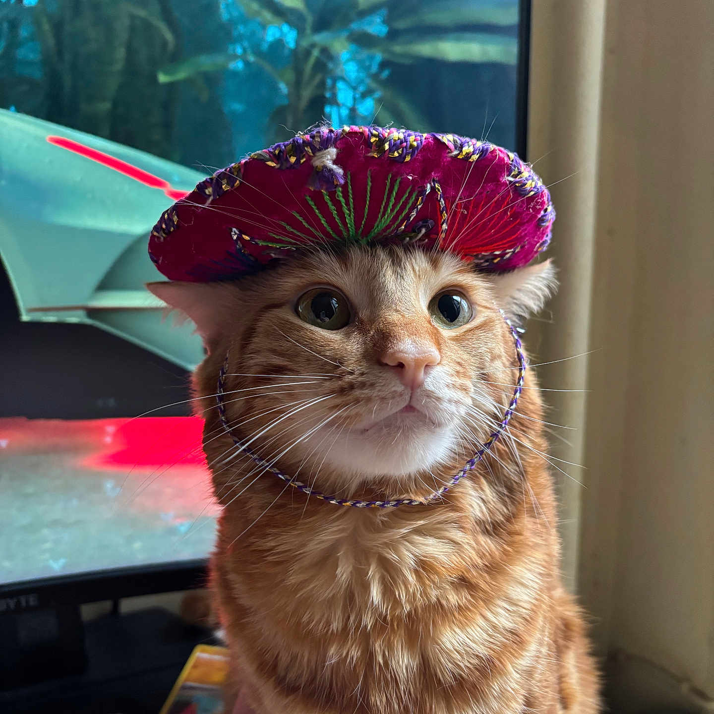 Canelo is registered to the contest to win money with this photo: background_blur, cat, close_up, colorful, cozy, curious, cute, domestic_animal, fluffy_fur, funny, hand_holding, hat, indoor, orange_tabby, pet, portrait, sombrero, television, whiskers, wide_eyes