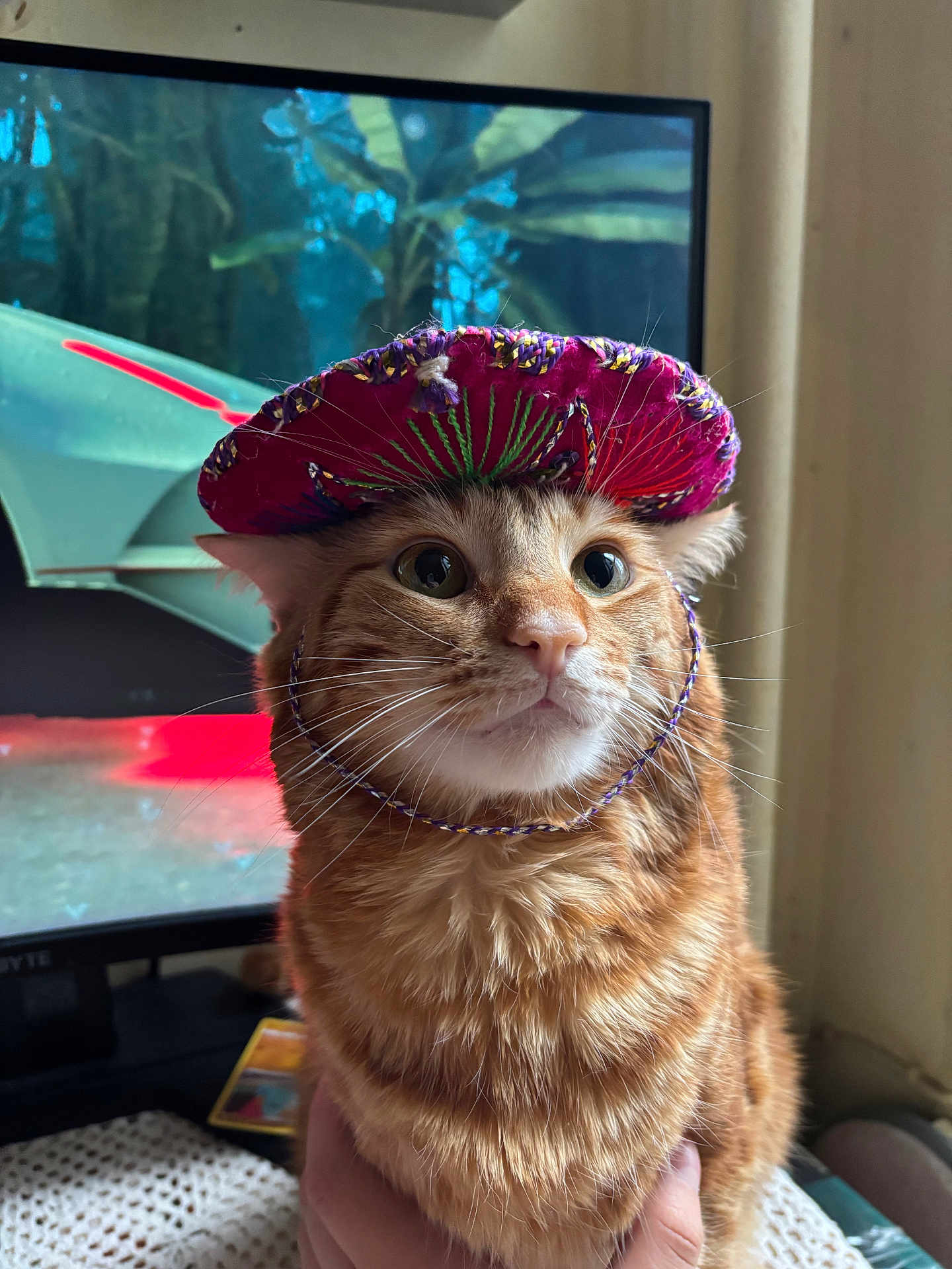 Canelo is registered to the contest to win money with this photo: cat, orange_tabby, sombrero, hat, pet, indoor, curious, wide_eyes, fluffy_fur, close_up, portrait, hand_holding, television, background_blur, colorful, cozy, whiskers, cute, domestic_animal, funny