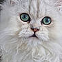 Pipoca participe au concours pour gagner de l'argent avec cette photo : cat, fluffy, white_fur, green_eyes, pet, animal, close_up, indoor, carpet, cute, feline, whiskers, ears, nose, paw, portrait, soft, domestic, mammal, curious