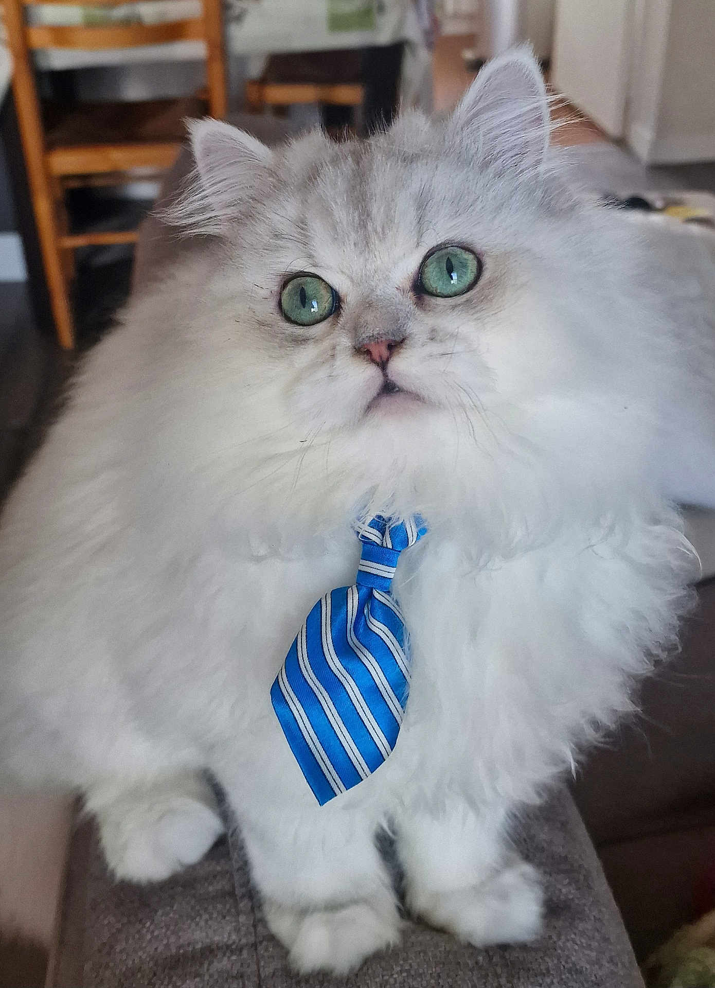 Pipoca a rejoint le concours — aidez-le/la à gagner de superbes lots ! cat, fluffy, white_cat, blue_tie, pet, indoors, feline, green_eyes, close_up, cute, sitting, domestic_animal, fur, tie, portrait, animal, household, furniture, chair, cozy