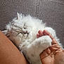 Pipoca participe au concours pour gagner de l'argent avec cette photo : cat, white_cat, sleeping, paw, hand, couch, furry, pet, cozy, relaxed, domestic_animal, indoor, closeup, resting, cute, animal, companion, friendship, comfort, soft