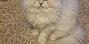 Pipoca participe au concours pour gagner de l'argent avec cette photo : cat, fluffy, white_cat, blue_eyes, carpet, indoor, pet, furniture, toys, figurines, sitting, floor, home, animal, cute, feline, domestic, cozy, room, tail