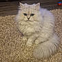 cat, fluffy, white_cat, blue_eyes, carpet, indoor, pet, furniture, toys, figurines, sitting, floor, home, animal, cute, feline, domestic, cozy, room, tail