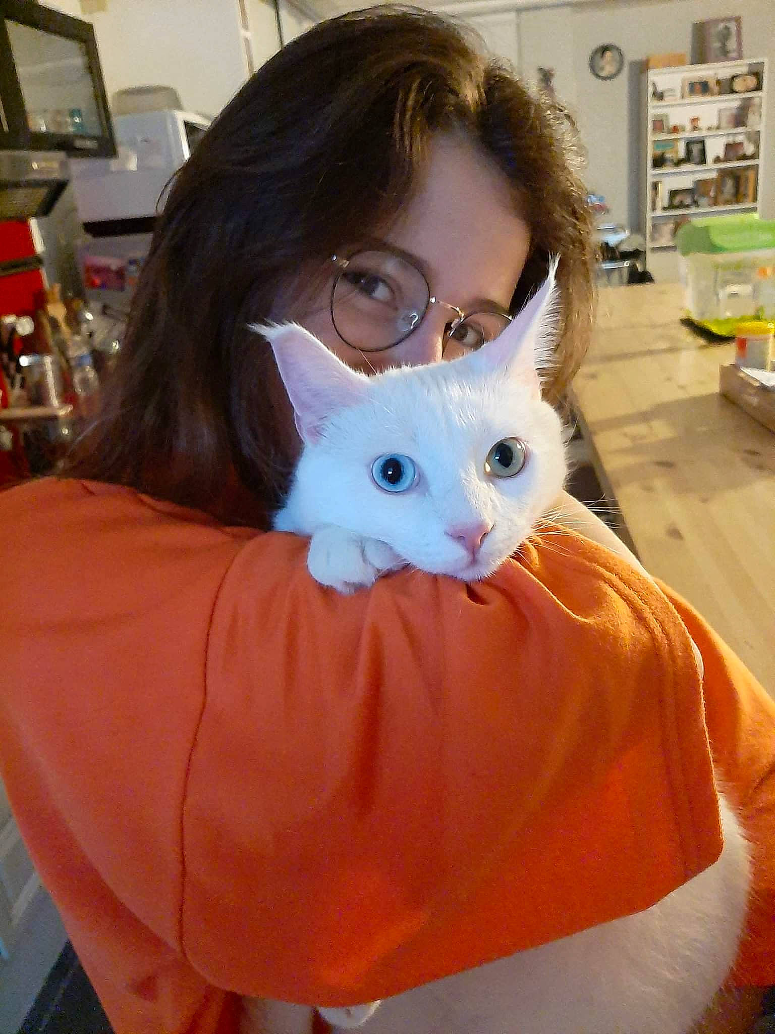 Scott a rejoint le concours — aidez-le/la à gagner de superbes lots ! carnivore, cat, companion_dog, costume, domestic_short_haired_cat, eyewear, fawn, felidae, fictional_character, fur, glasses, iris, personal_protective_equipment, picture_frame, plush, small_to_medium_sized_cats, stuffed_toy, tail, vision_care, whiskers