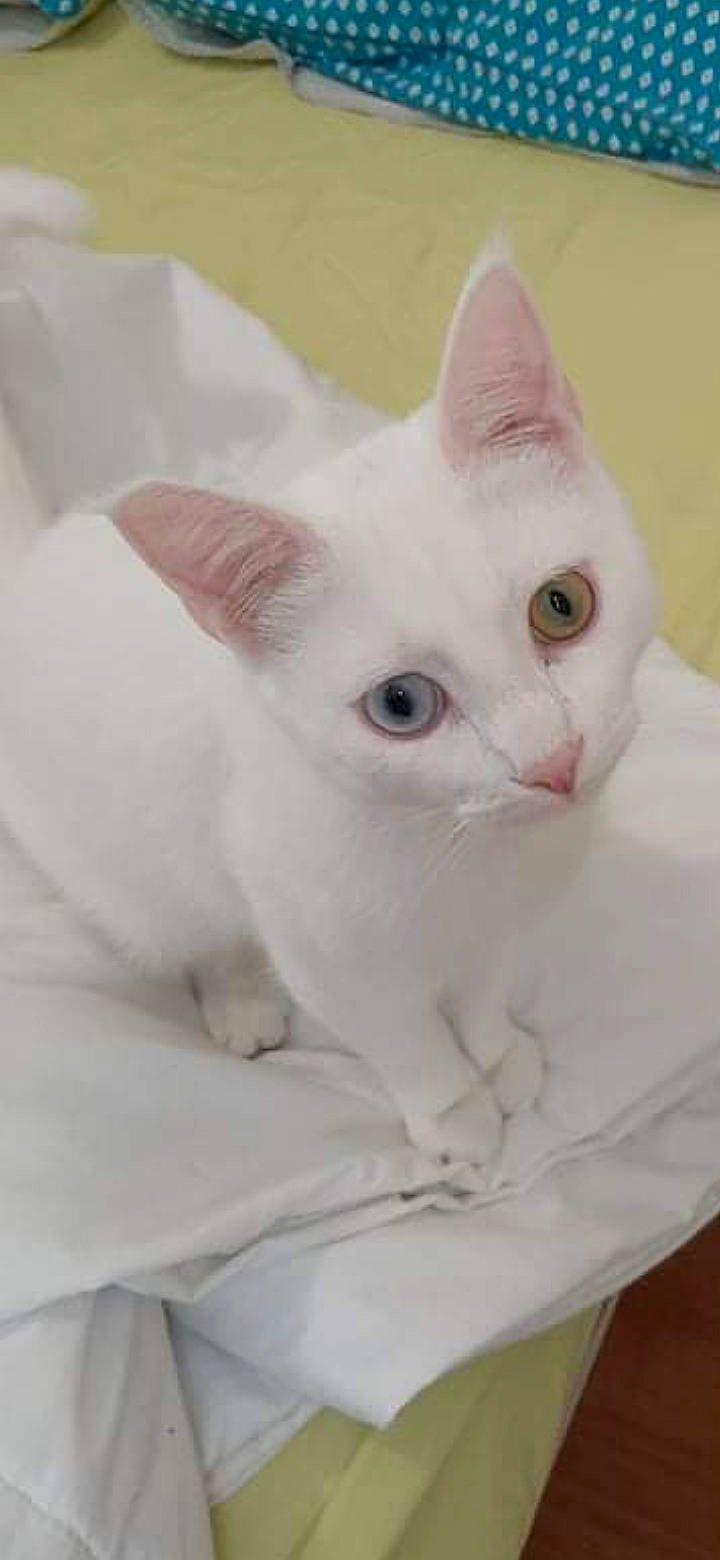 Scott participe au concours pour gagner de l'argent avec cette photo : carnivore, cat, domestic_short_haired_cat, ear, fawn, felidae, fur, small_to_medium_sized_cats, snout, whiskers