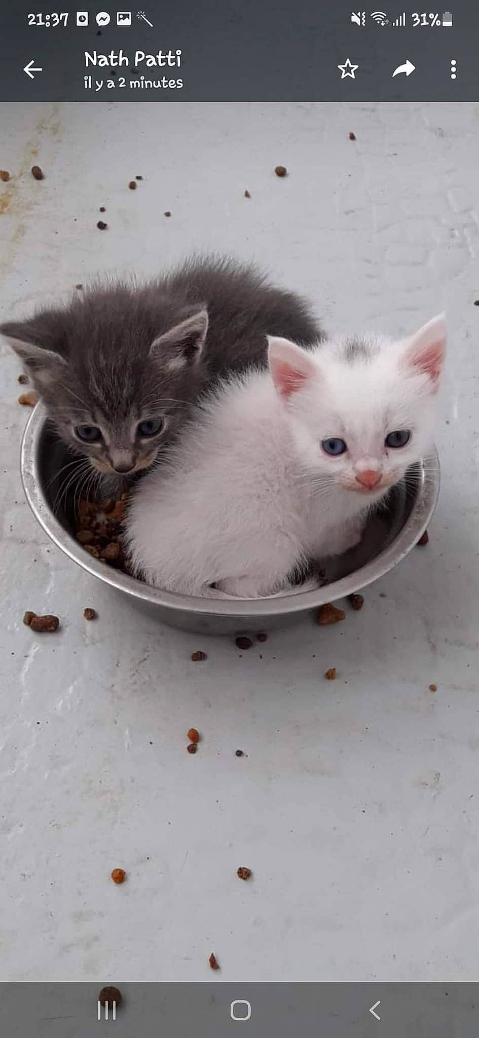 Scott participe au concours pour gagner de l'argent avec cette photo : carnivore, cat, cat_supply, claw, domestic_short_haired_cat, felidae, fur, grey, paw, photo_caption, small_to_medium_sized_cats, snout, tail, whiskers, window