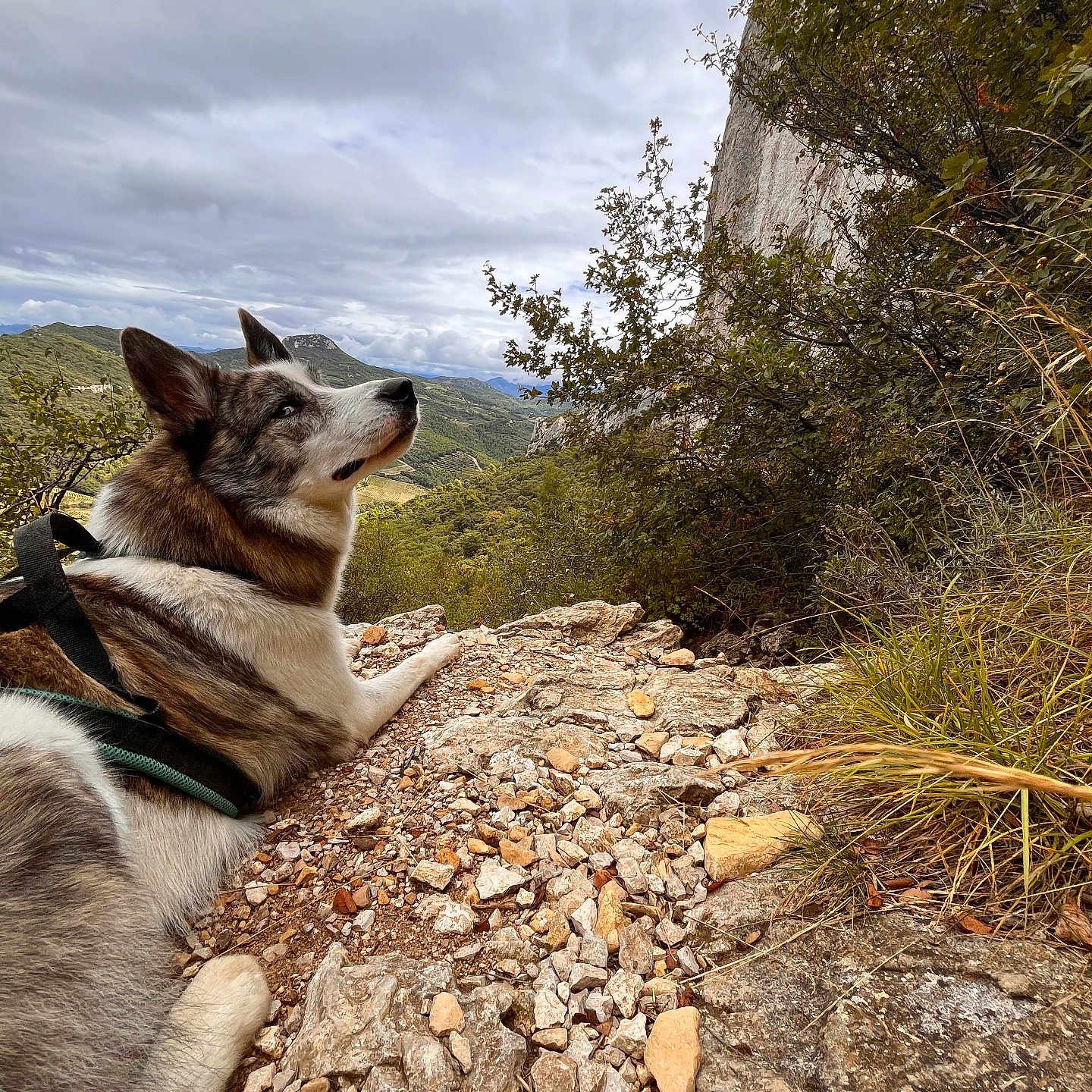 Tempête participe au concours pour gagner de l'argent avec cette photo : animal, canine, dog, gravel, husky, landscape, nature, outdoors, path, pet, plant, puppy, road, rock, rubble, slate, soil, tree, vegetation, wilderness