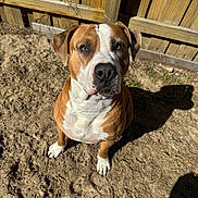 Fatboy joined the competition — help win amazing prizes! dog, canine, pet, brown_and_white, sitting, backyard, wooden_fence, sand, shadow, paws, eyes, nose, portrait, sunlight, outdoor, attentive, short_hair, closely_cropped, grass_sprouts, close_up