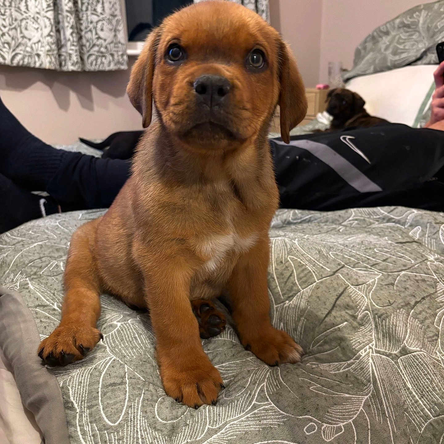 Leo is registered to the contest to win money with this photo: animal, bed, bedroom, blanket, boxer, bulldog, canine, cushion, dog, dogbed, furniture, homedecor, hound, indoors, interiordesign, labradorretriever, pet, puppy, room, snout