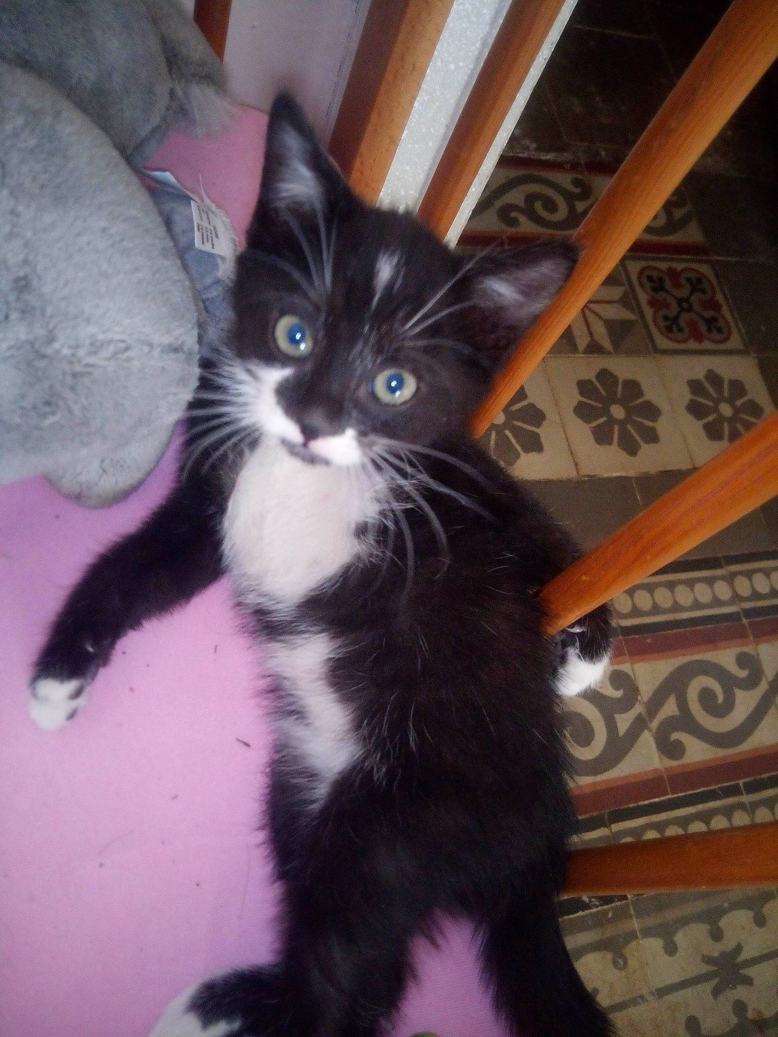 Tara Et Mr Jiingle participe au concours pour gagner de l'argent avec cette photo : black_cat, carnivore, cat, claw, comfort, domestic_short_haired_cat, electric_blue, felidae, flooring, foot, formal_wear, fur, hardwood, human_leg, paw, small_to_medium_sized_cats, tail, whiskers