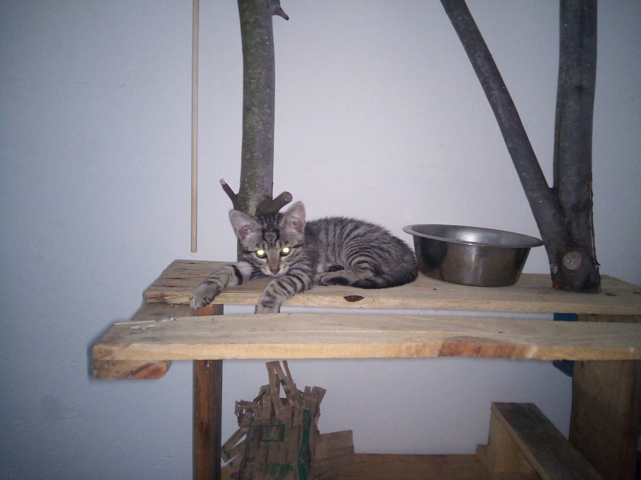 Loulou participe au concours pour gagner de l'argent avec cette photo : carnivore, cat, cat_supply, comfort, domestic_short_haired_cat, felidae, hardwood, metal, room, serveware, shelf, shelving, small_to_medium_sized_cats, still_life_photography, table, tableware, tail, whiskers, wood, wood_stain